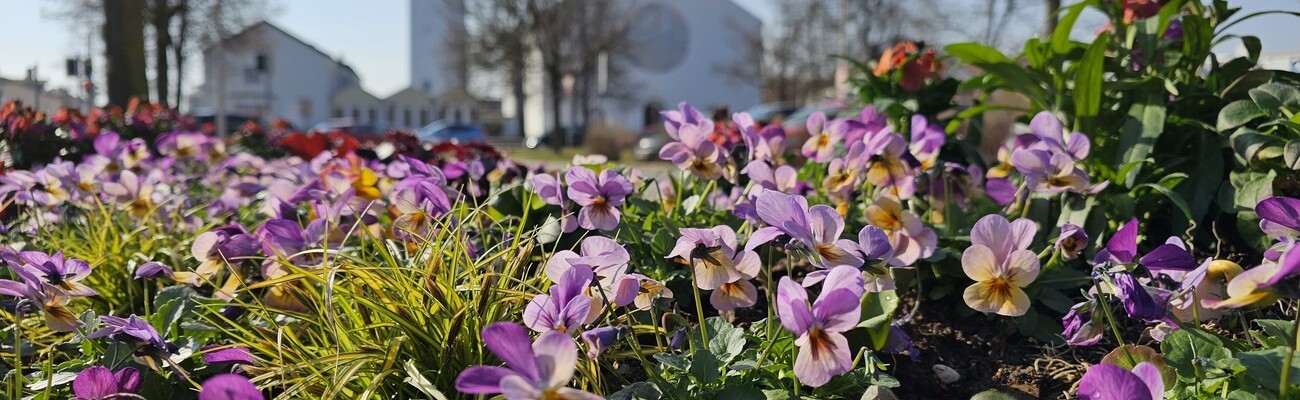 © Blumen, Frühlingsbepflanzung, Stadtgärtnerei