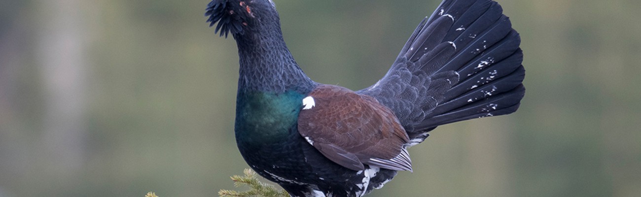 © Foto: Wolfgang Lorenz/Nationalpark Bayerischer Wald