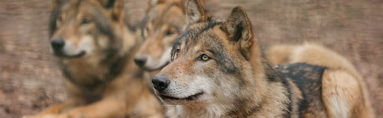 © Foto: Nationalparkverwaltung Bayerischer Wald