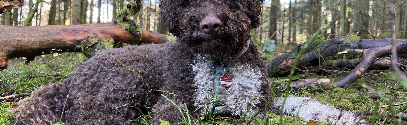 © Foto: Nationalpark Bayerischer Wald