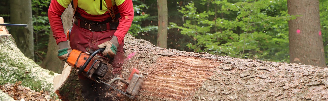 © Foto: Nationalpark Bayerischer Wald