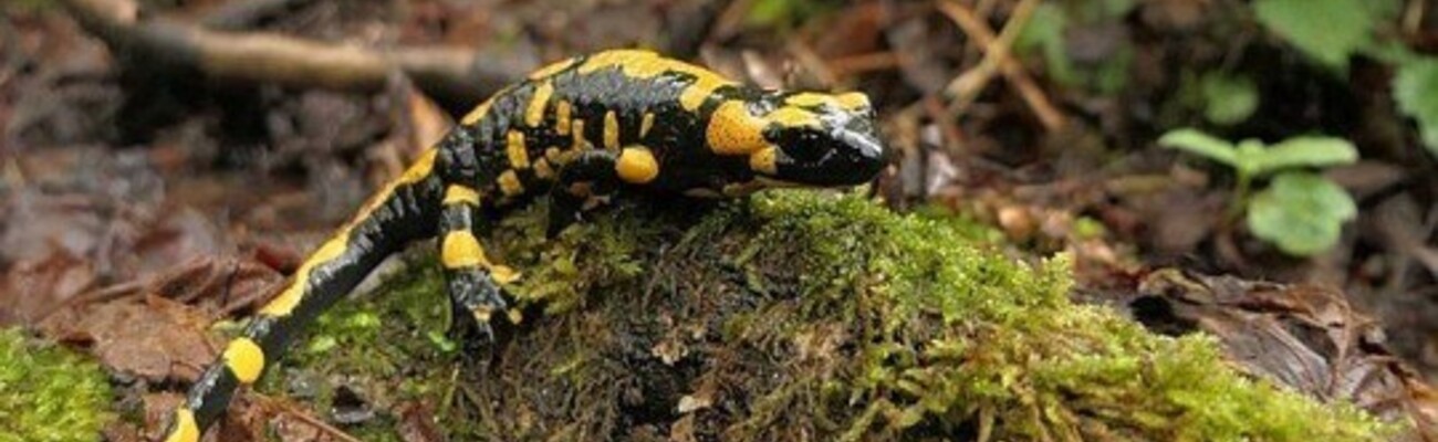 © Foto: Paul Hien/ Heinz Sielmann Stiftung