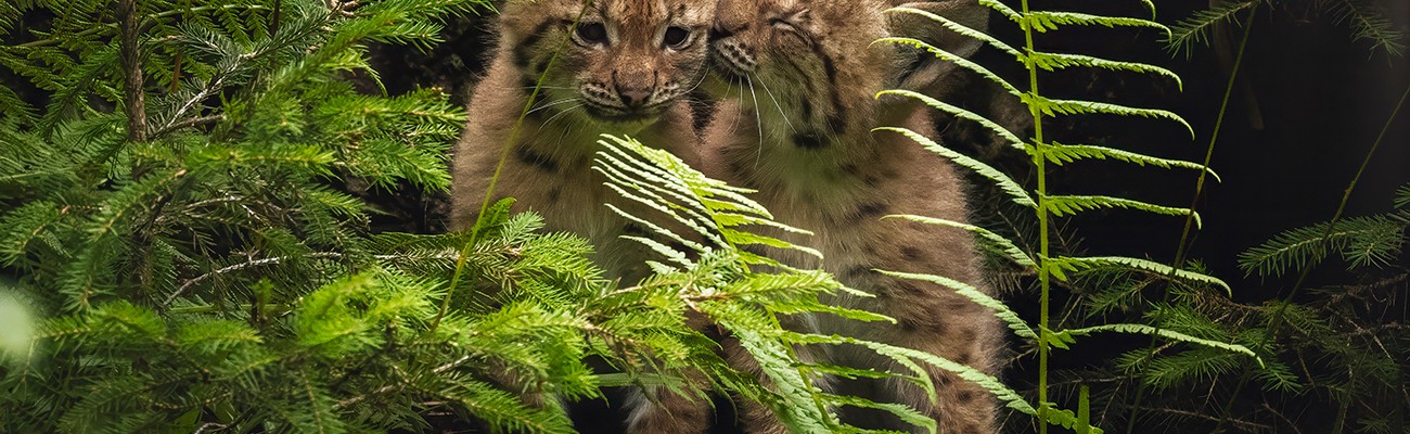 © Foto: Foto: Jenny Barth