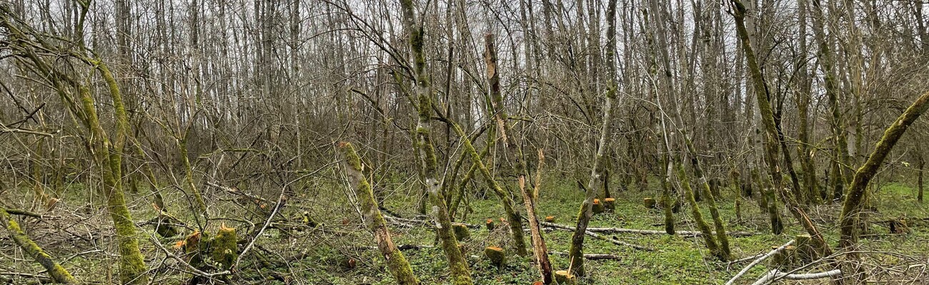 &copy; Foto: Florian Marchner