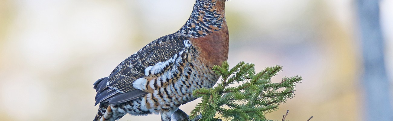 © Foto: Christoph Moning / Nationalpark Bayerischer Wald