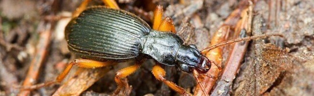 © Foto: Heinz Sielmann Stiftung