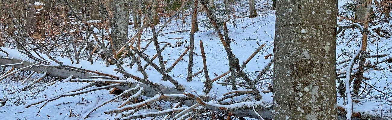 &copy; Foto: Gregor Wolf/Nationalpark Bayerischer Wald
