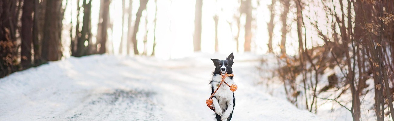 &copy; Foto: Pixabay