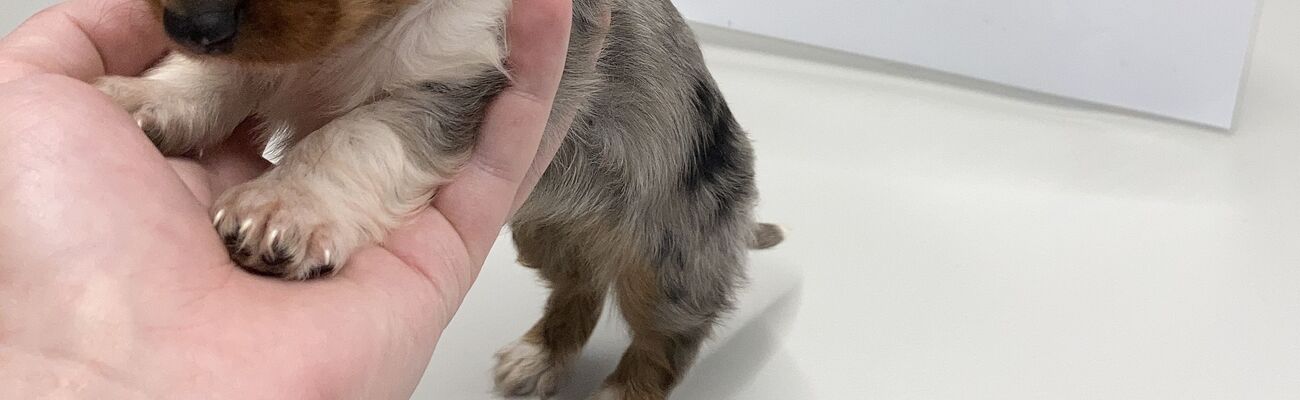 &copy; Foto: Grenzpolizeiinspektion Passau