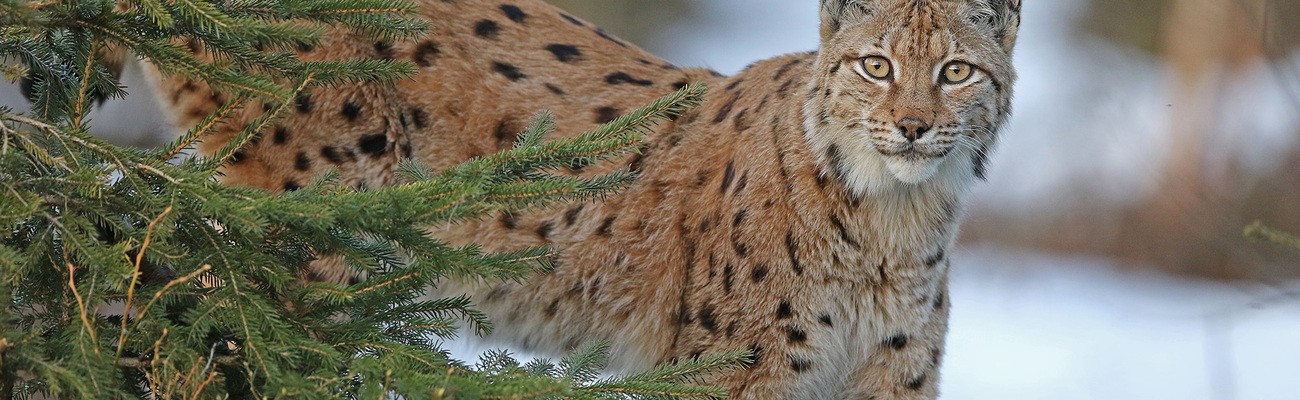 &copy; Foto: Christoph Moning /Nationalpark Bayerischer Wald